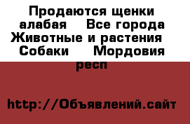 Продаются щенки алабая  - Все города Животные и растения » Собаки   . Мордовия респ.